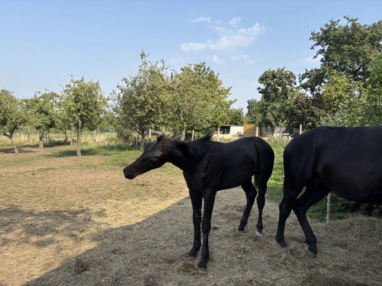 Heavy Warmblood Stallion Foal (02/2025) 16,1 hh Black in Quedlinburg