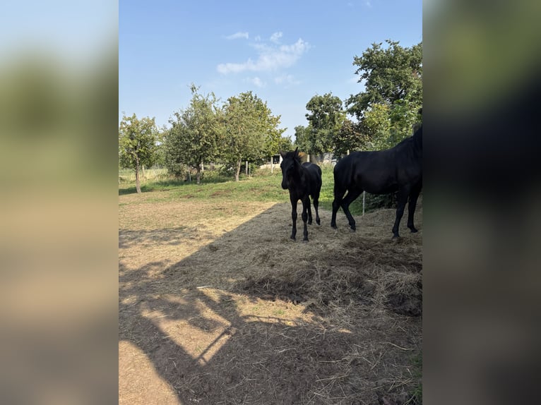 Heavy Warmblood Stallion Foal (02/2025) 16,1 hh Black in Quedlinburg