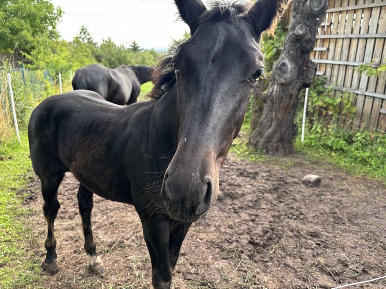 Heavy Warmblood Stallion Foal (02/2025) 16,1 hh Black in Quedlinburg