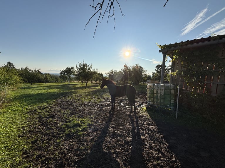 Heavy Warmblood Stallion Foal (02/2025) 16,1 hh Black in Quedlinburg