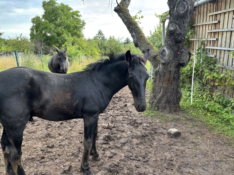 Heavy Warmblood Stallion Foal (02/2025) 16,1 hh Black in Quedlinburg