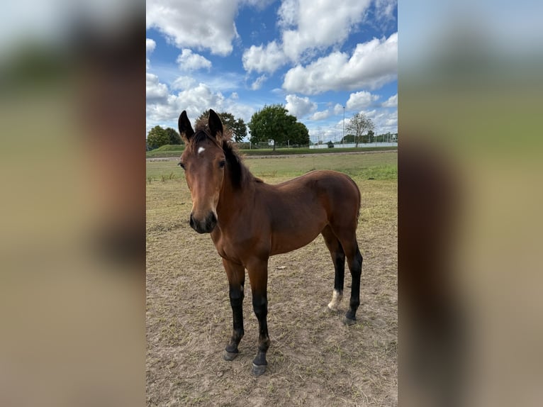 Heavy Warmblood Stallion Foal (04/2025) 16,1 hh Smoky-Black in FernaKirchworbis