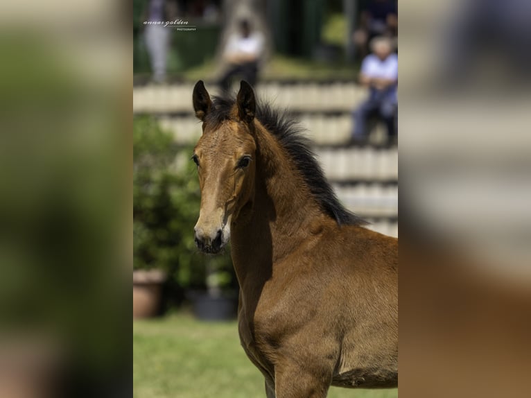 Heavy Warmblood Stallion Foal (03/2025) 16,2 hh Brown in Kirchberg