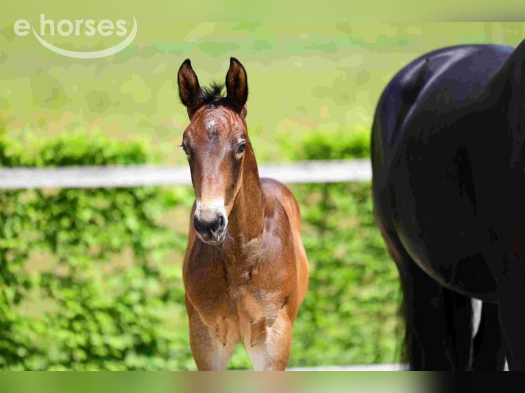Heavy Warmblood Stallion Foal (05/2026) Bay-Dark in Treugeböhla