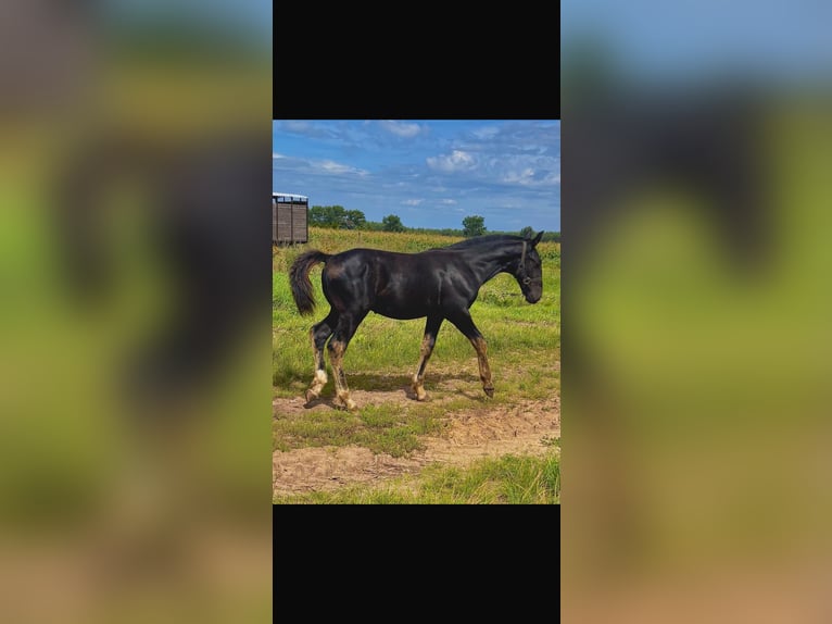 Heavy Warmblood Stallion Foal (03/2025) Black in Genthin