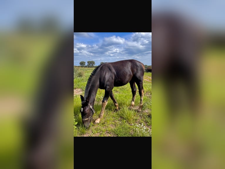 Heavy Warmblood Stallion Foal (03/2025) Black in Genthin