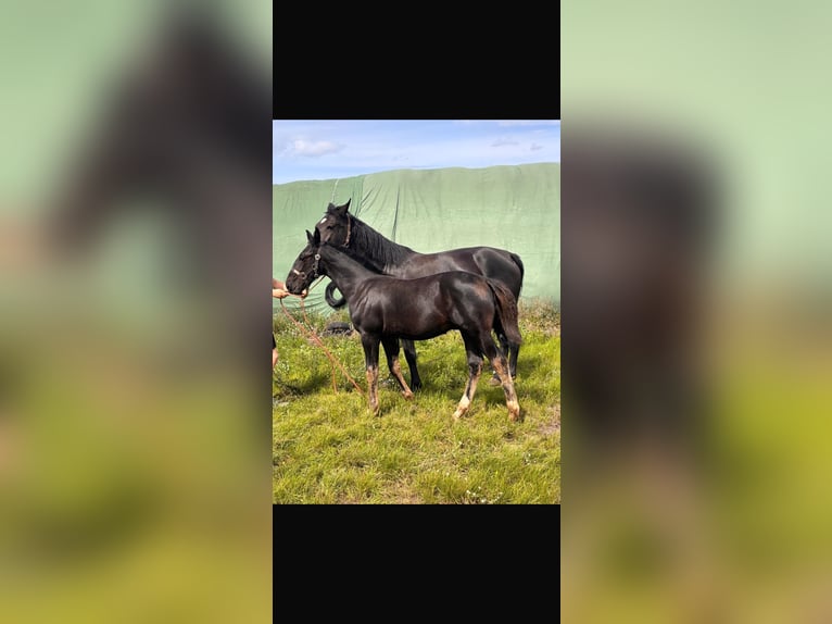Heavy Warmblood Stallion Foal (03/2025) Black in Genthin