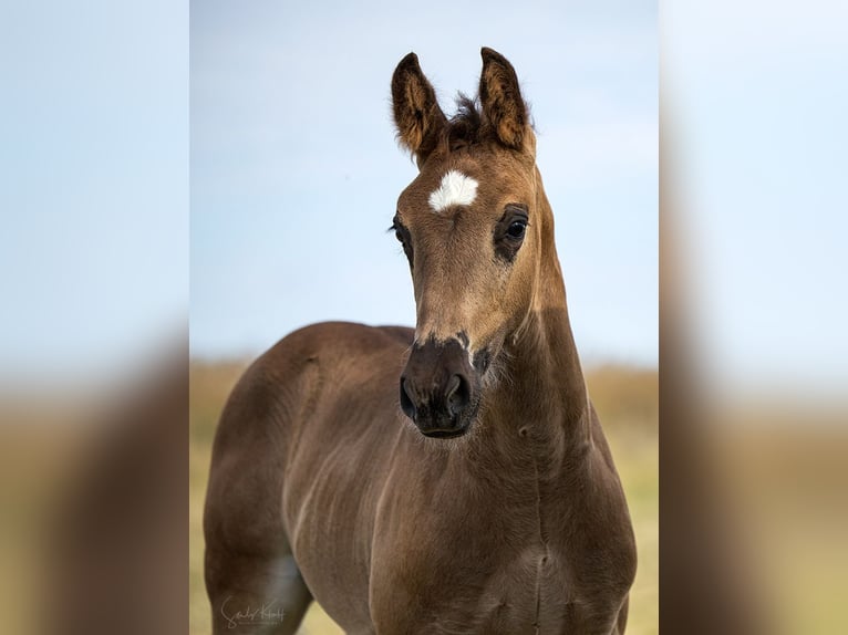 Heavy Warmblood Stallion Foal (05/2026) Black in Weißenborn