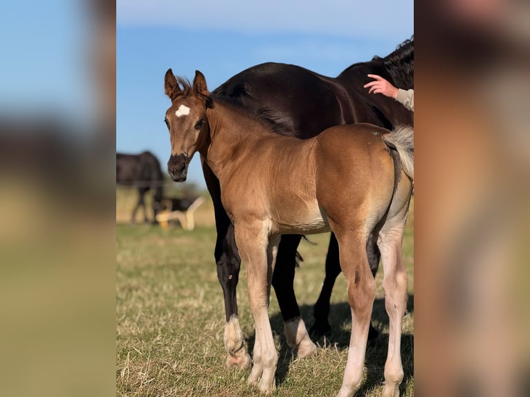 Heavy Warmblood Stallion Foal (05/2026) Black in Weißenborn