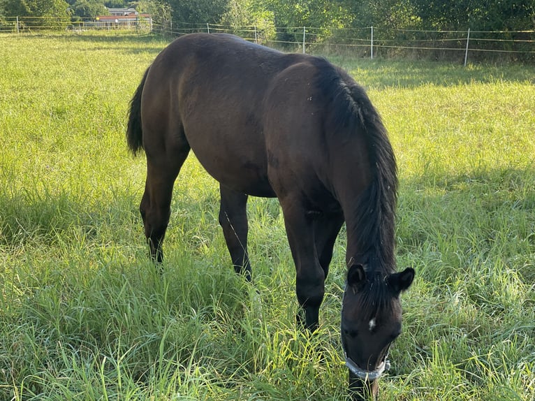 Heavy Warmblood Stallion Foal (02/2025) Smoky-Black in CoswigCoswig