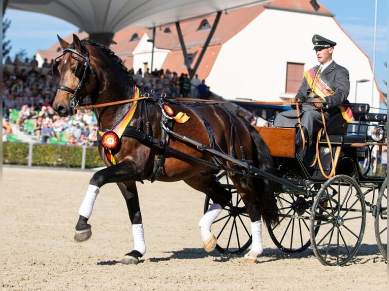 Heavy Warmblood Stallion Smoky-Black in Moritzburg
