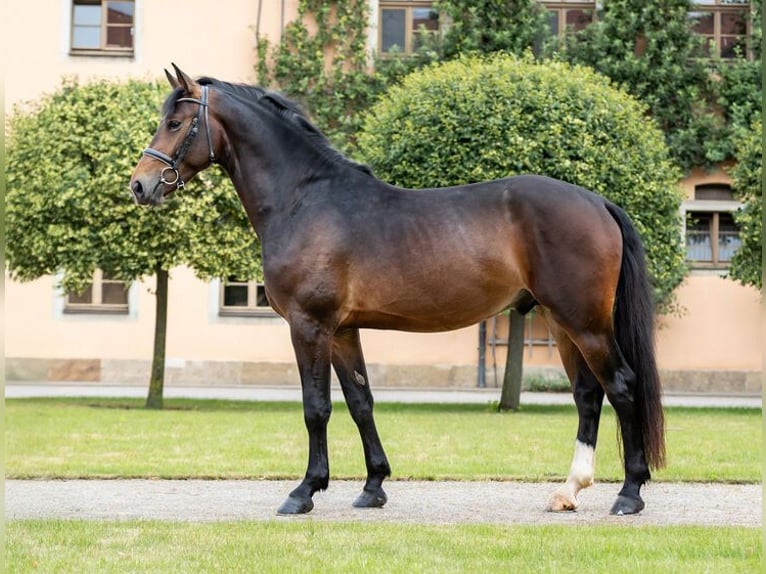 Heavy Warmblood Stallion Smoky-Black in Moritzburg