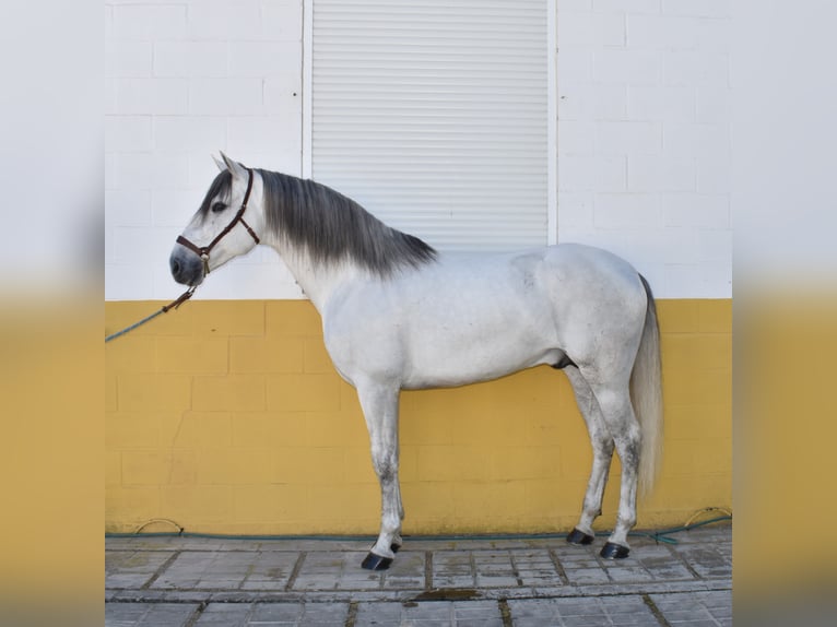 HECHICERO CLX (JRR) PRE Stallion Gray-Dapple in Cádiz