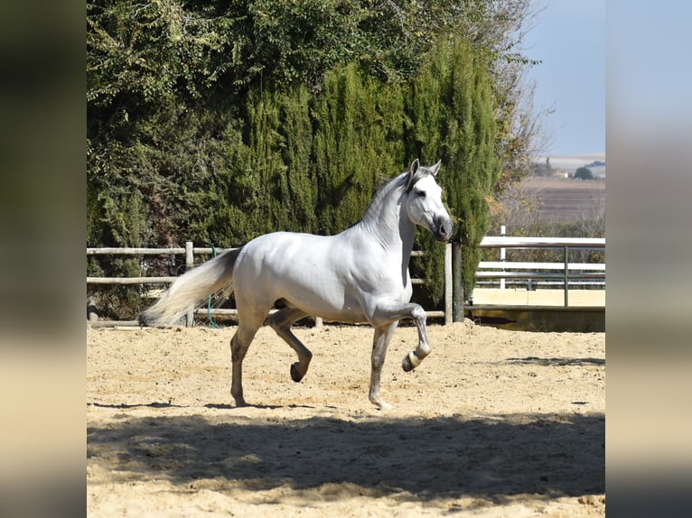 HECHICERO CLX (JRR) PRE Stallion Gray-Dapple in Cádiz