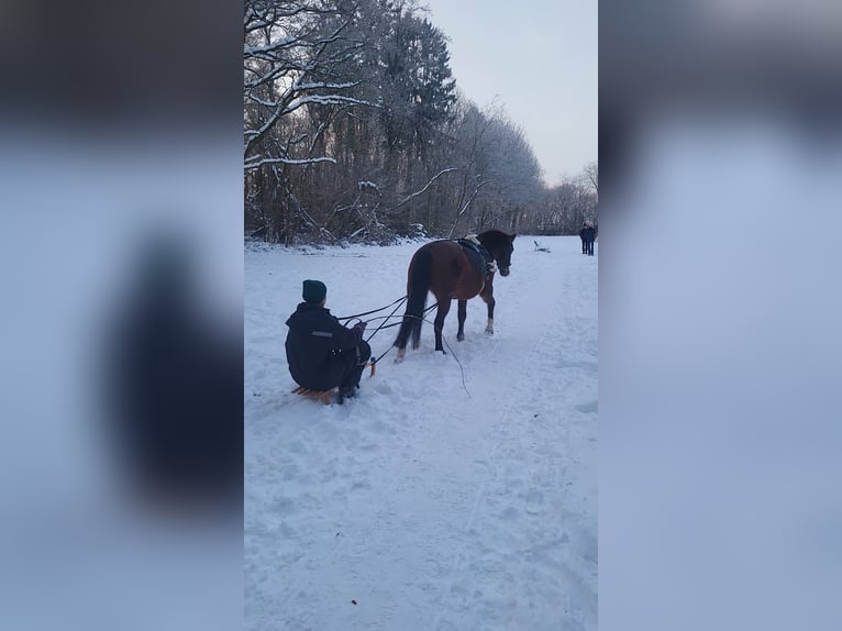 Herz & Verstand fürs Pferd- Reitbeteiligung gesucht