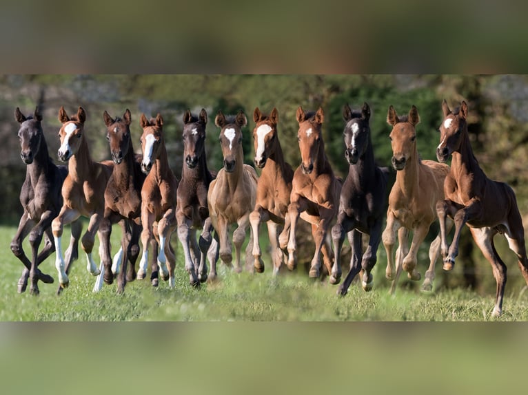 HERZENSBRECHER Trakehner Semental in Bosau
