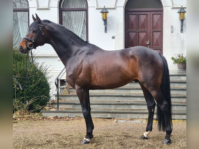 HERZENSBRECHER Trakehner Stallone Baio scuro in Bosau