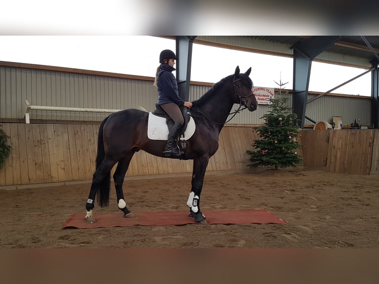 HERZENSBRECHER Trakehner Stallone Baio scuro in Bosau