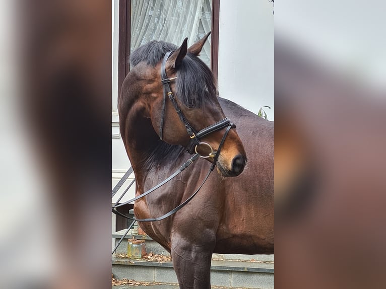 HERZENSBRECHER Trakehner Stallone Baio scuro in Bosau