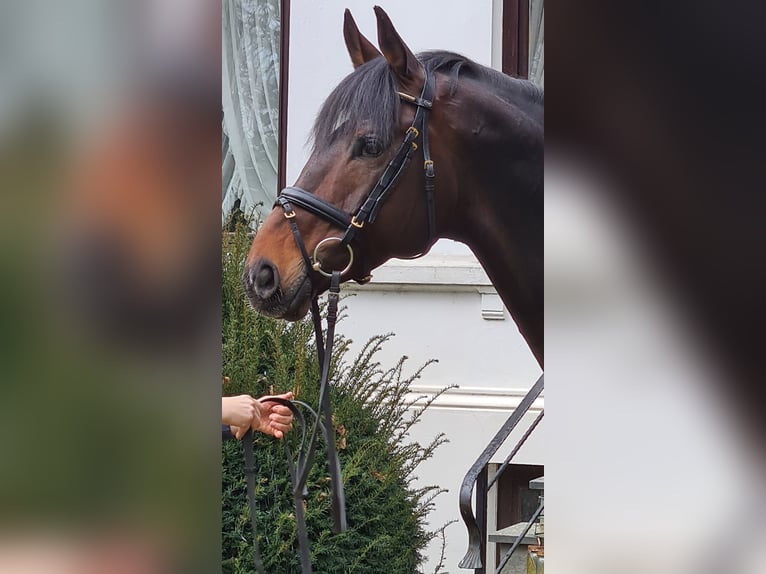 HERZENSBRECHER Trakehner Stallone Baio scuro in Bosau