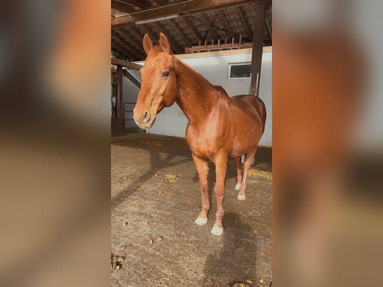 Hessian-varmblod Valack 19 år 164 cm fux in Bad Nauheim