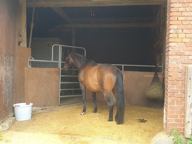 Hessian-varmblod Valack 20 år 174 cm Brun in Lüdersfeld