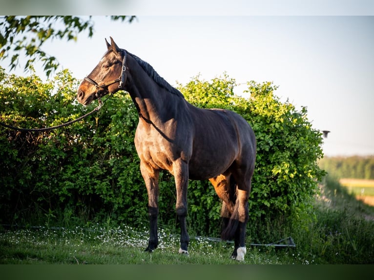 Hessian Warmblood Gelding 16 years 16 hh Bay-Dark in Niddatal