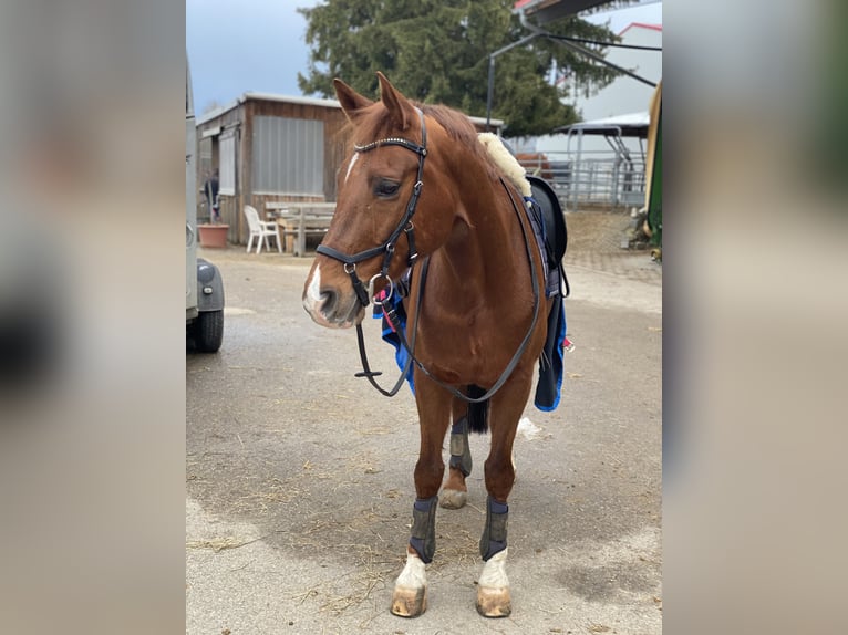 Hessian Warmblood Gelding 18 years 16 hh Chestnut-Red in Ingolstadt