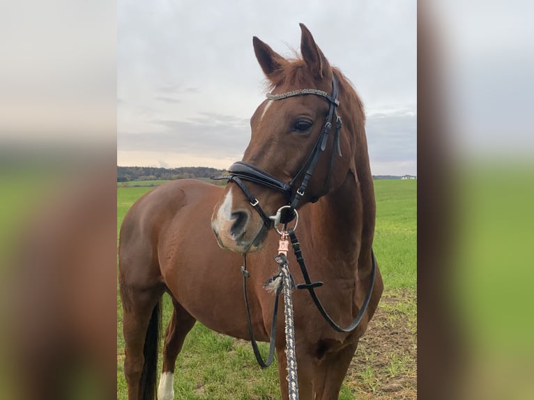 Hessian Warmblood Gelding 18 years 16 hh Chestnut-Red in Ingolstadt