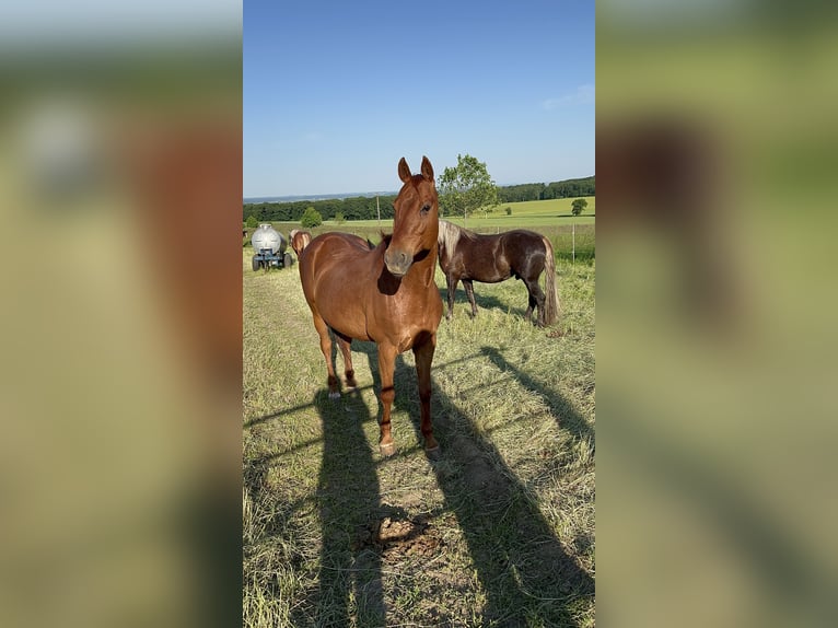 Hessian Warmblood Gelding 19 years 16 hh Chestnut-Red in Bad Nauheim