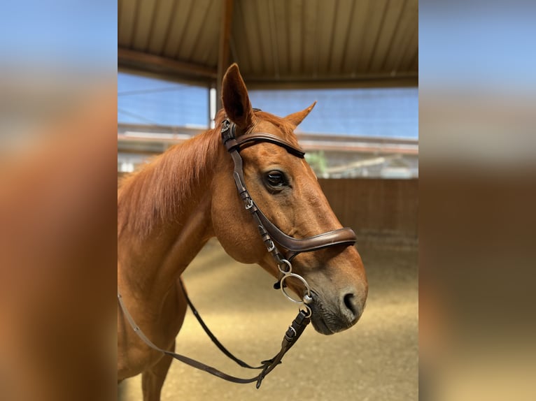 Hessian Warmblood Gelding 19 years 16 hh Chestnut-Red in Bad Nauheim