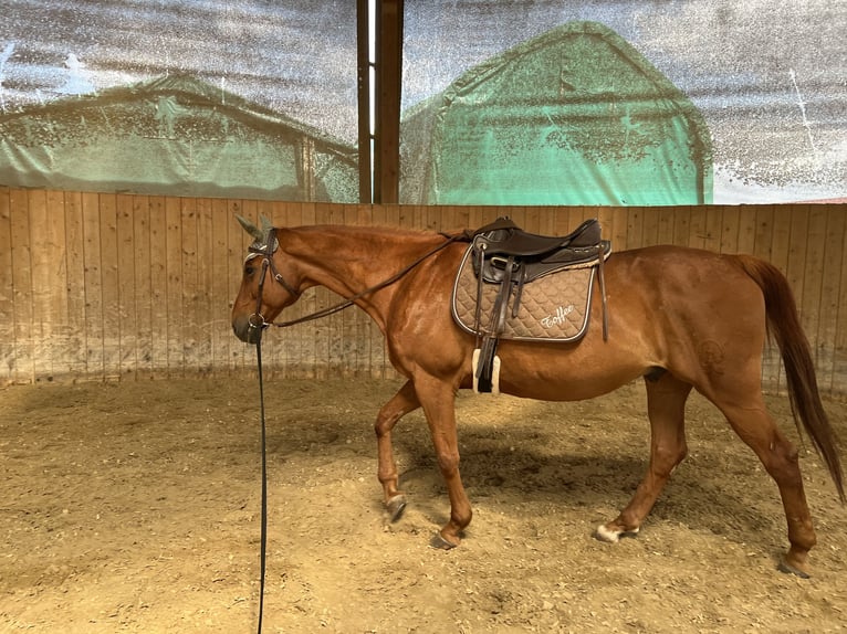 Hessian Warmblood Gelding 19 years 16 hh Chestnut-Red in Bad Nauheim