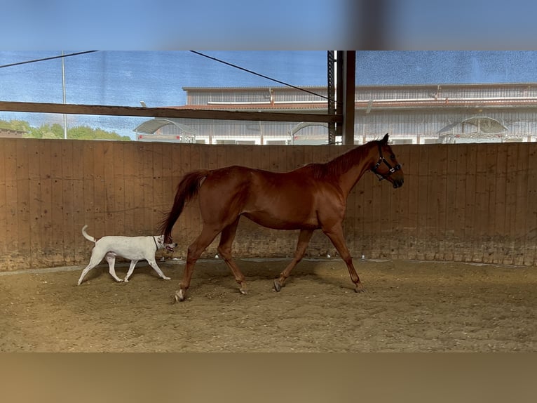 Hessian Warmblood Gelding 19 years 16 hh Chestnut-Red in Bad Nauheim