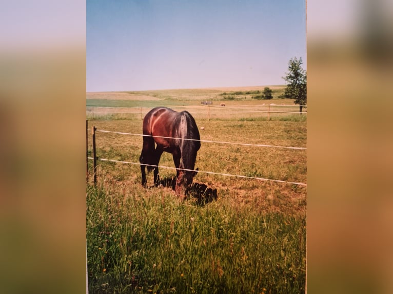 Hessian Warmblood Gelding 20 years 17 hh Brown in Lüdersfeld