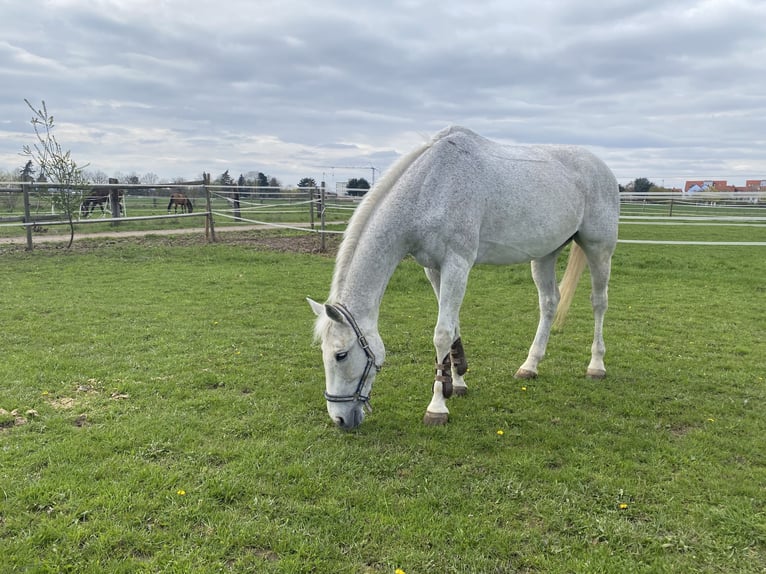 Hessian Warmblood Gelding 22 years 16 hh Gray-Fleabitten in Idstein