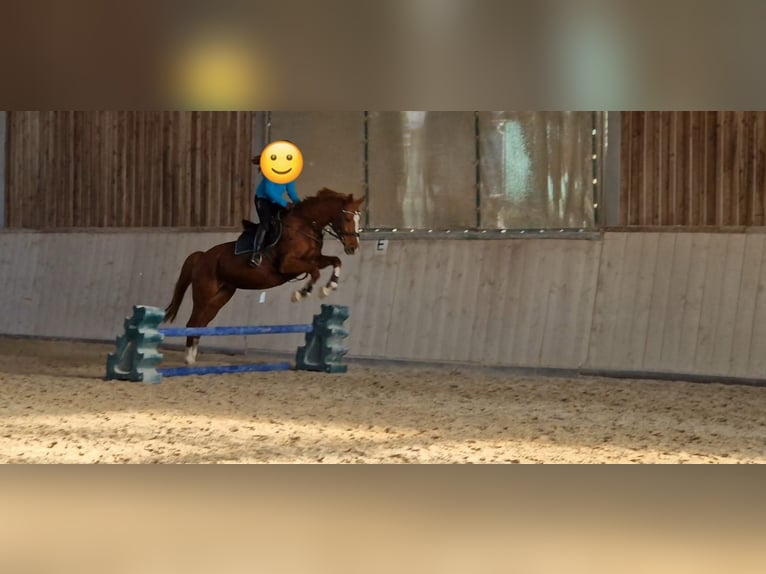 Hessian Warmblood Mare 16 years 16 hh Chestnut-Red in Ober-Ramstadt