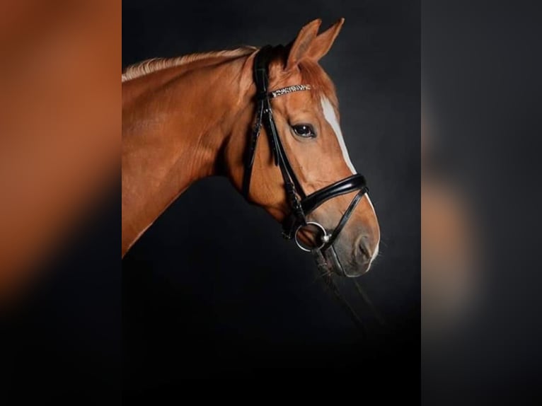 Hessian Warmblood Mare 16 years 16 hh Chestnut-Red in Ober-Ramstadt