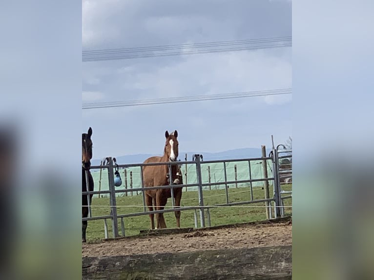 Hessian Warmblood Mare 18 years 16 hh Chestnut-Red in Eschborn