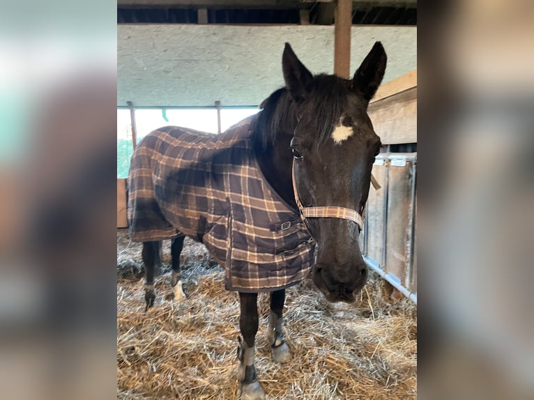 Hessian Warmblood Mare 19 years 16,1 hh Smoky-Black in Vienenburg