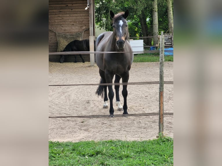 Hessian Warmblood Mare 20 years 15,2 hh Brown in Altlandsberg