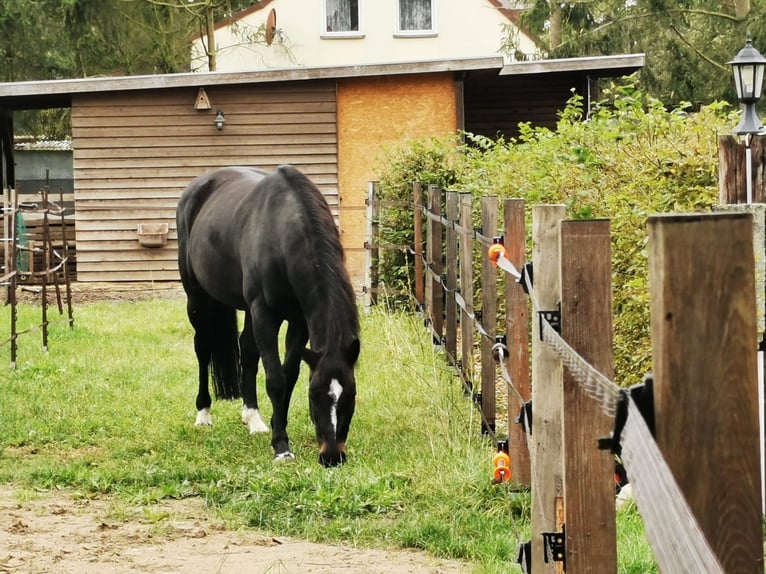 Hessian Warmblood Mare 20 years 15,2 hh Brown in Altlandsberg