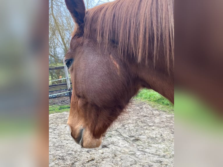 Hessian Warmblood Mare 20 years 16 hh Chestnut-Red in Bad Nauheim