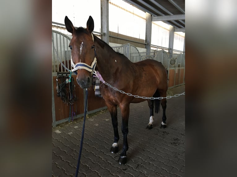 Hessian Warmblood Mare 21 years 16 hh Brown in Ober-Ramstadt