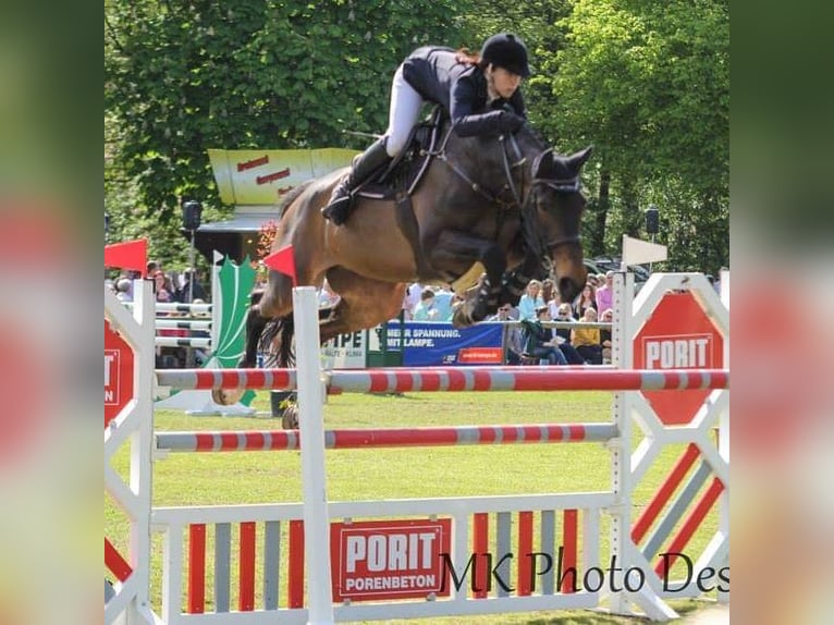 Hessian Warmblood Mare 21 years 17 hh Brown in Meppen