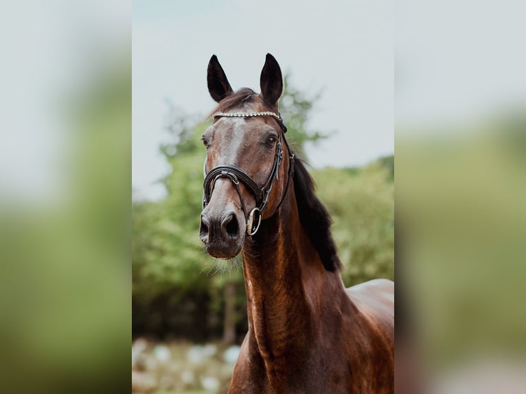 Hessian Warmblood Mare 24 years 16.2 hh Bay-Dark in Riedstadt