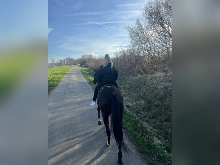 Hessisches warmbloed Merrie 19 Jaar 167 cm Zwartbruin in Vienenburg