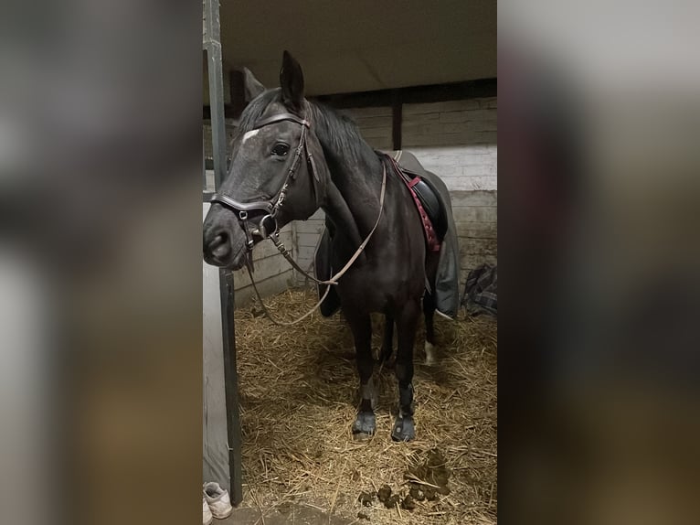 Hessisches warmbloed Merrie 19 Jaar 167 cm Zwartbruin in Vienenburg