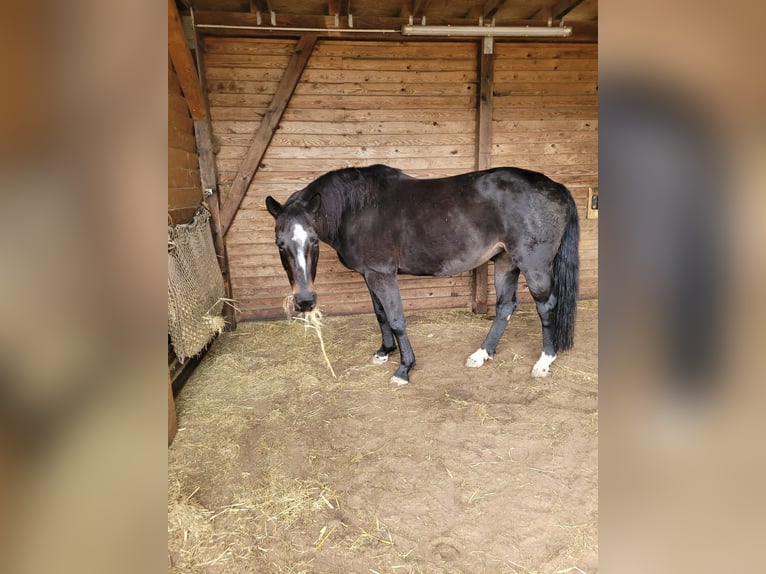 Hessisches warmbloed Merrie 20 Jaar 160 cm Bruin in Altlandsberg