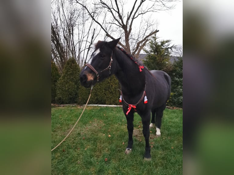 Hessisches warmbloed Merrie 20 Jaar 160 cm Bruin in Altlandsberg