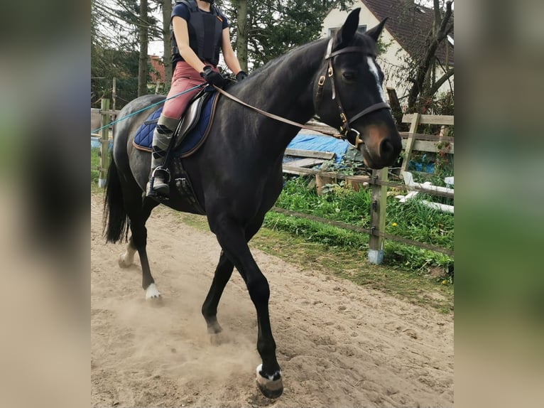 Hessisches warmbloed Merrie 20 Jaar 160 cm Bruin in Altlandsberg